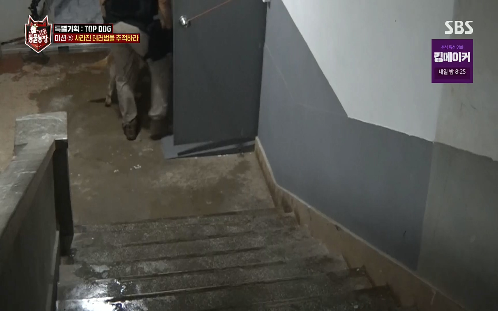 TV 동물농장.E1086.220911p.H264-F1RST.mp4_20220911_175420.389.jpg