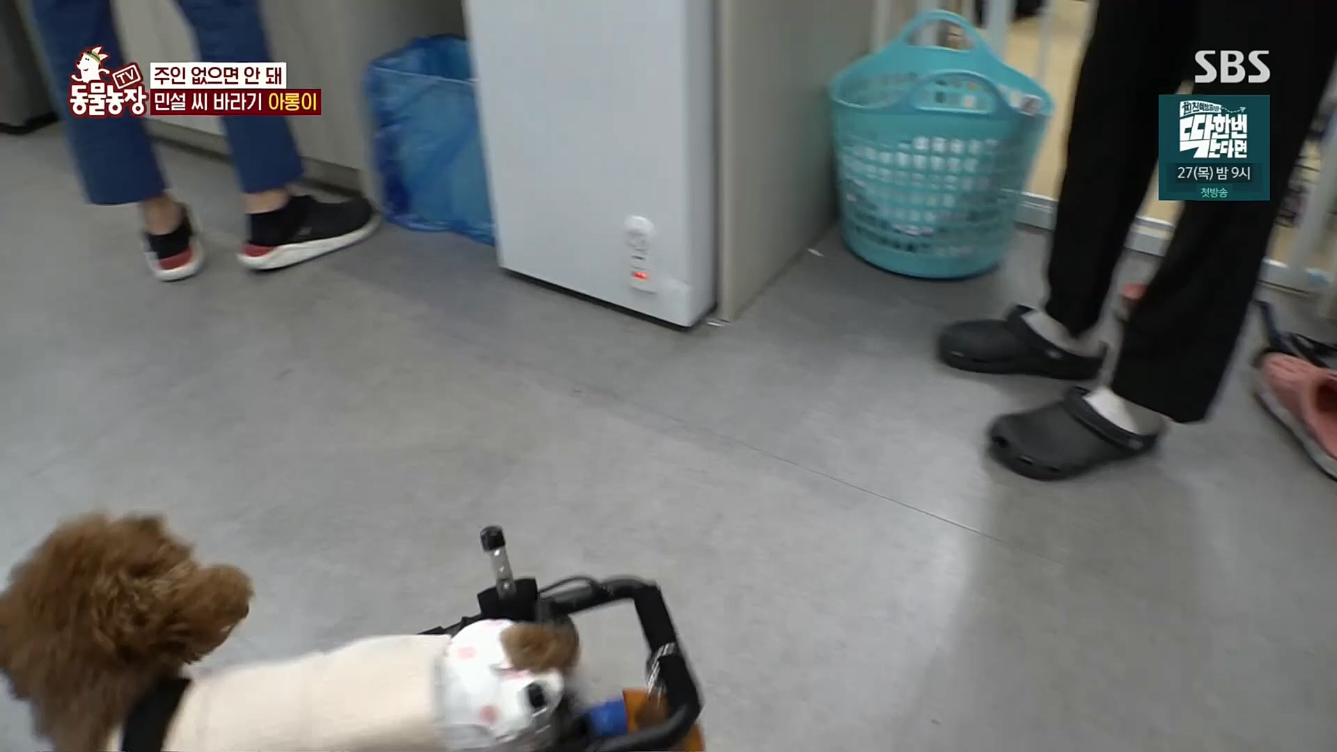 TV 동물농장.E1092.221023p.H264-F1RST.mp4_20221023_182747.775.jpg