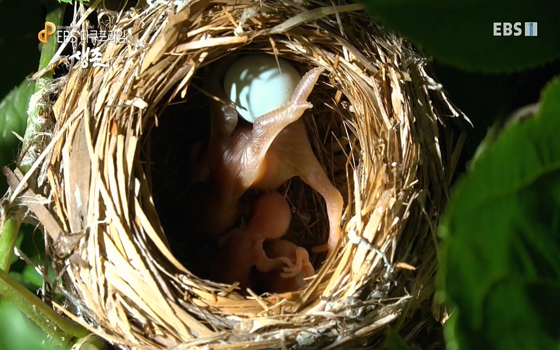 생존 3부_ EBS 다큐프라임_ 220629.avi_20220701_204618.753.jpg