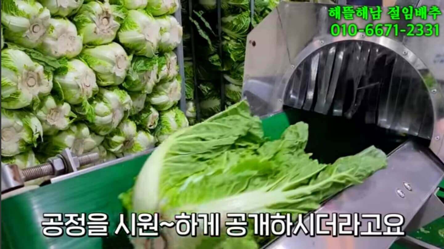 절임배추