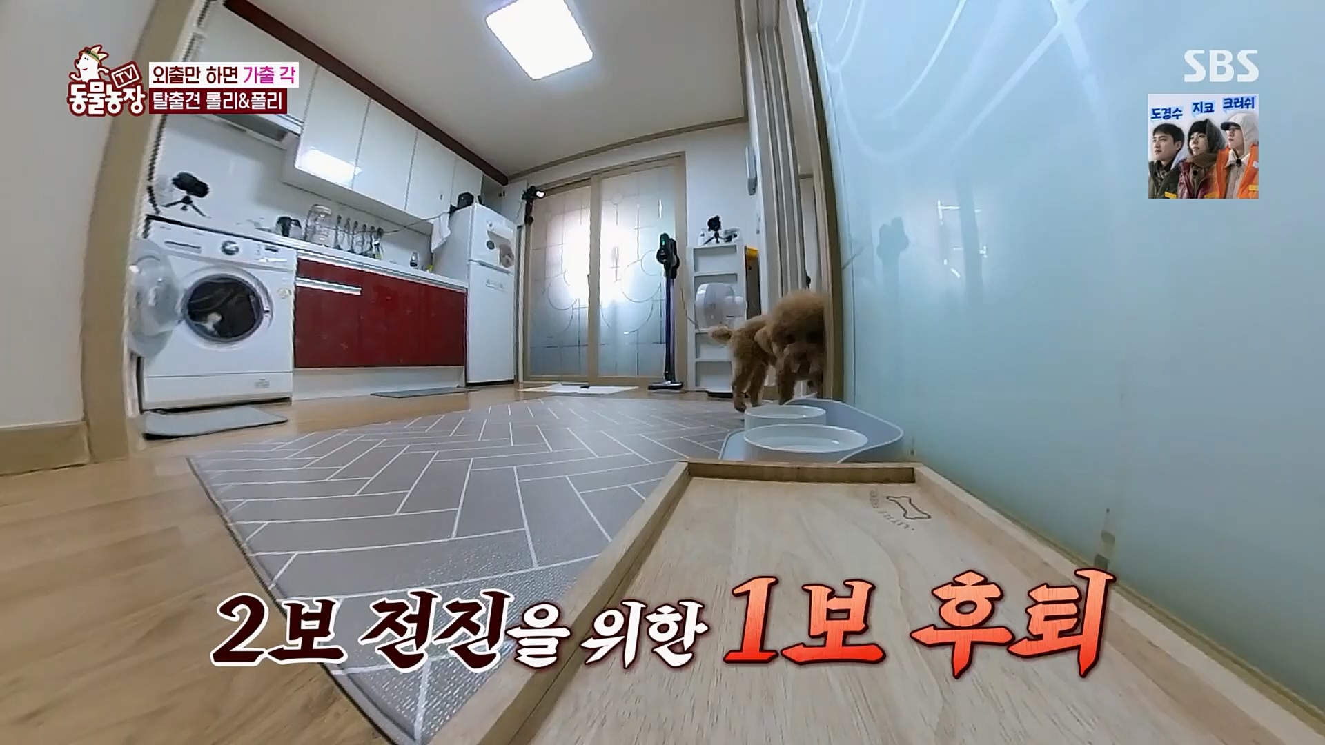 TV 동물농장.E1109.230226p.H264-F1RST.mp4_20230226_161910.678.jpg