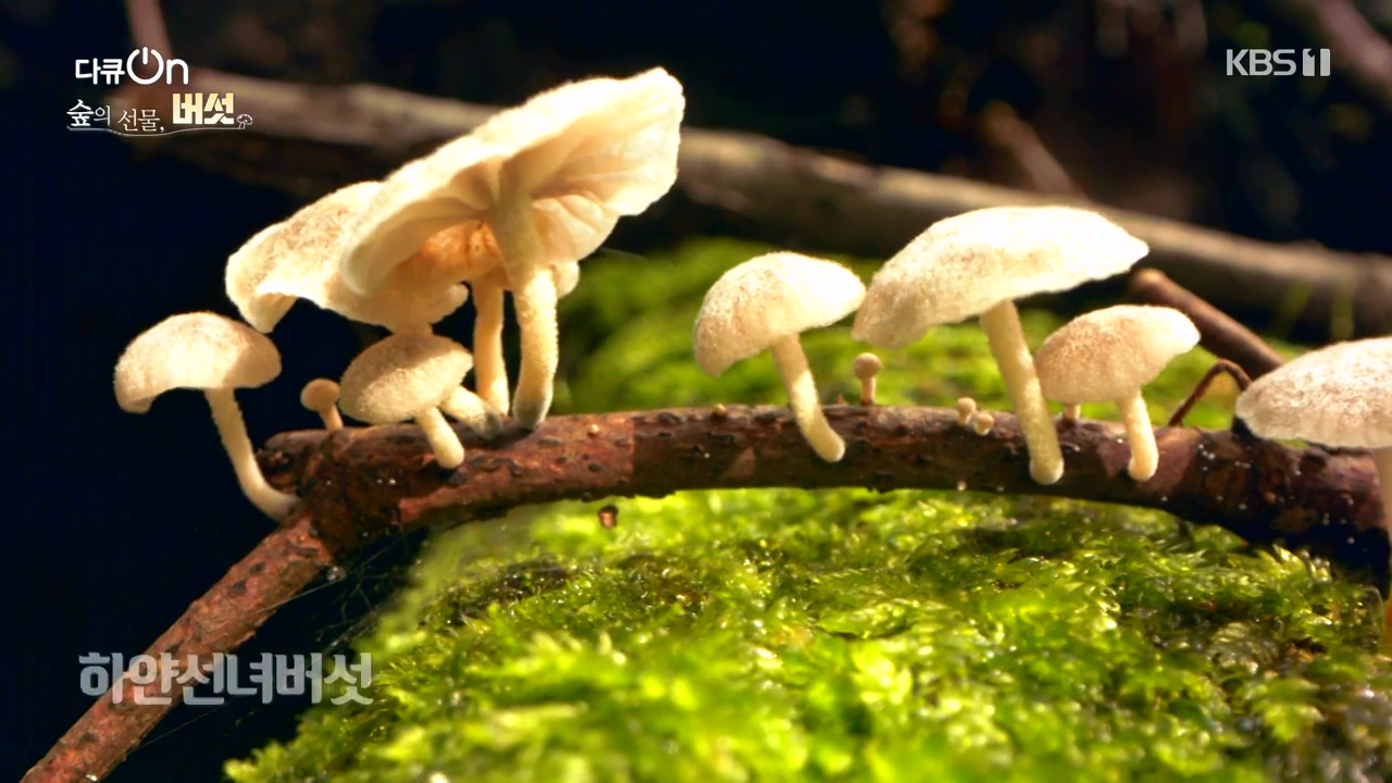 다큐 온.E227.231120p-NEXT.mp4_20231121_201854.130.jpg