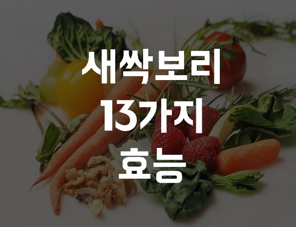  새싹보리 효능