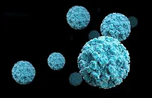 노로바이러스 Electron microscopic image of norovirus virions / CDC