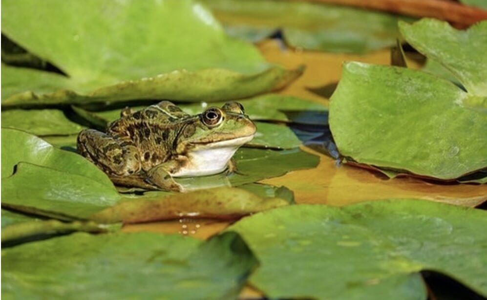개구리가 물풀 위에 앉아있다