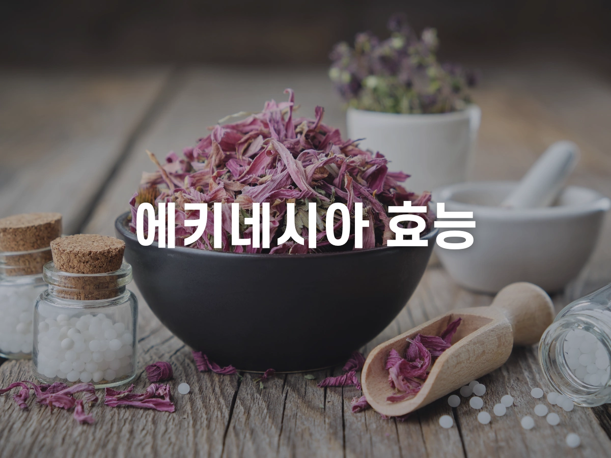 에키네시아 효능