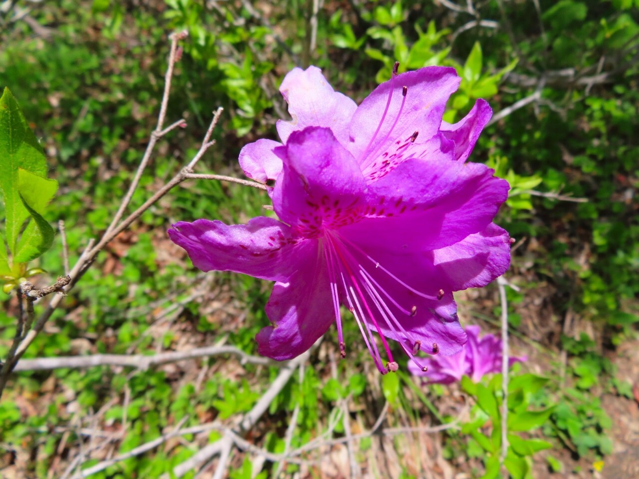 블랙야크 100+, Y출렁다리, 12