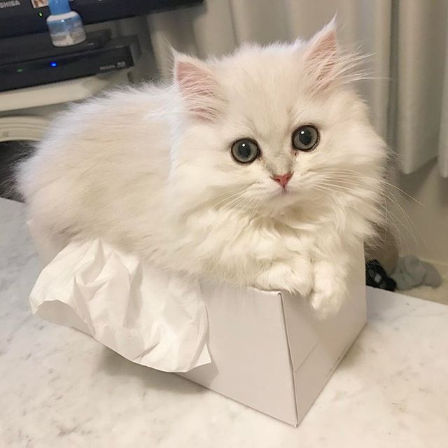 페르시안 고양이 성격과 특징을 알아봐요