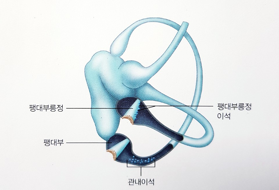 이유 없이 찾아오는 이석증과 청력의 관계는? 괴정보청기. 표가네 보청기. 독일 보청기이석증 어지러워이비인후과 대학병원 난청이명 노화 골밀도 검사 골다공증 10