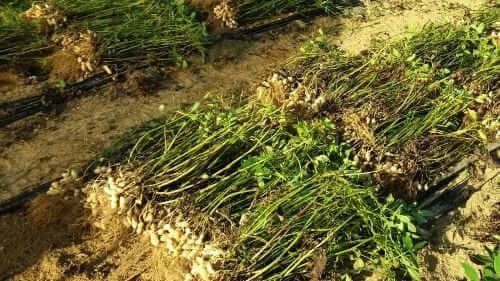땅콩재배-종자-심는시기-파종시기-수확시기