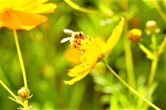 노랑 코스모스 꽃송이에 앉은 꿀벌 1