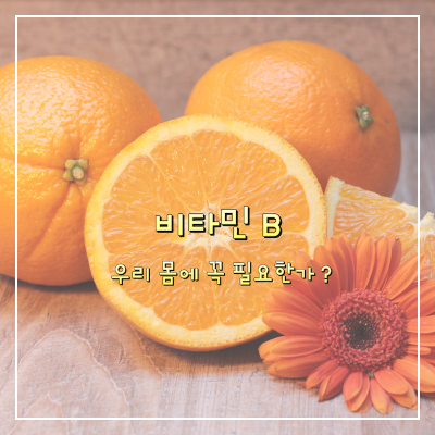  비타민 B: 우리 몸에 꼭 필요한 영양소인가요?
