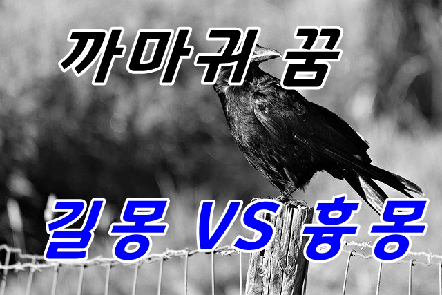  까마귀 꿈의 의미는?
