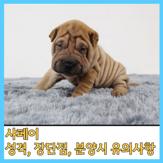  샤페이 성격, 장단점, 분양시 유의사항
