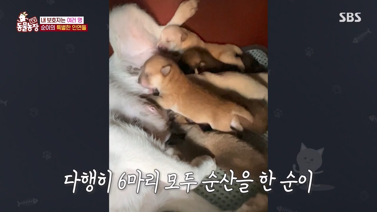 TV 동물농장.E1143.231030p-NEXT.mp4_20231029_164100.444.jpg