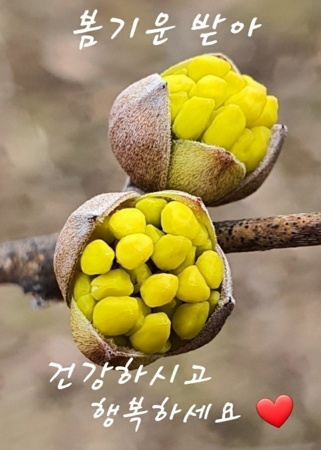 봄꽃 목련과 벚꽃이 한창입니다 / 꽃길만 걸으면 (03/23/22) 62