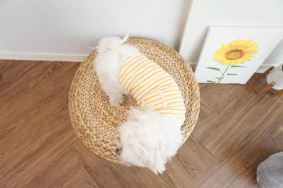 옷 쇼핑몰 강아지옷 쇼핑몰예쁜 29