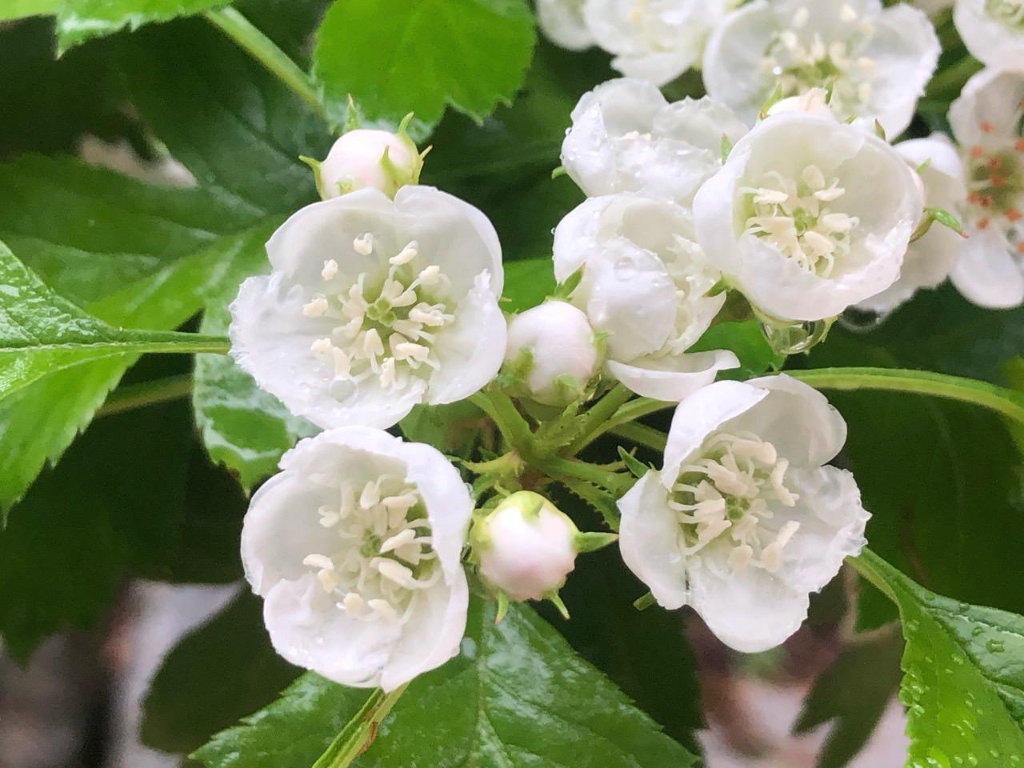  산에서 나는 사과나무 - 산사나무