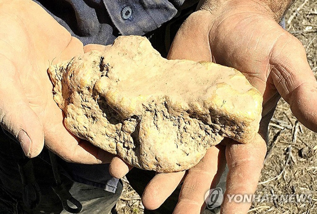 호주 빅토리아주 골든트라이앵글 지역에서 발견된 금덩어리