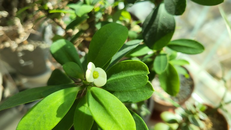 퓨처 그린 식물등으로! 30