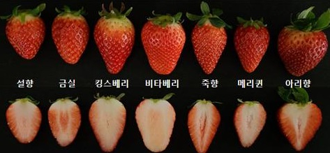 한국 국산 딸기의 종류 10가지