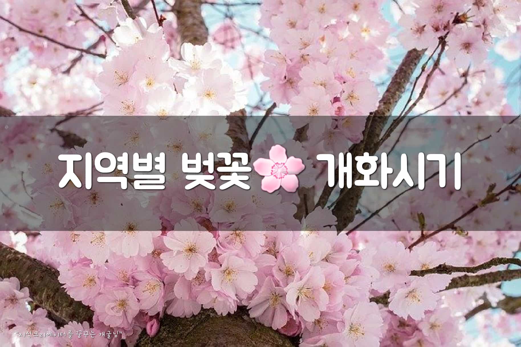 지역별 벚꽃 개화시기