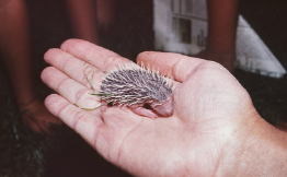 Hedgehog