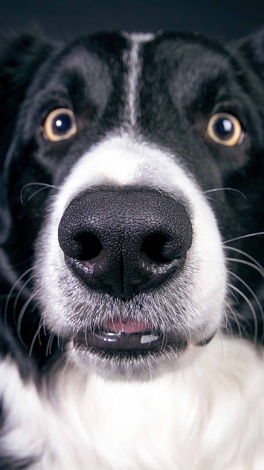 Dog Animal Photo iPhone Wallpaper