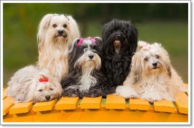  하바네즈 분양가격과 역사, 성격 및 품종에 대해 (Havanese)