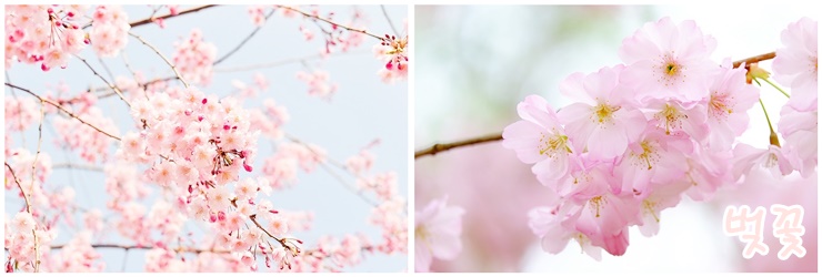 
전국-벚꽃명소-리스트-벚꽃-이미지
