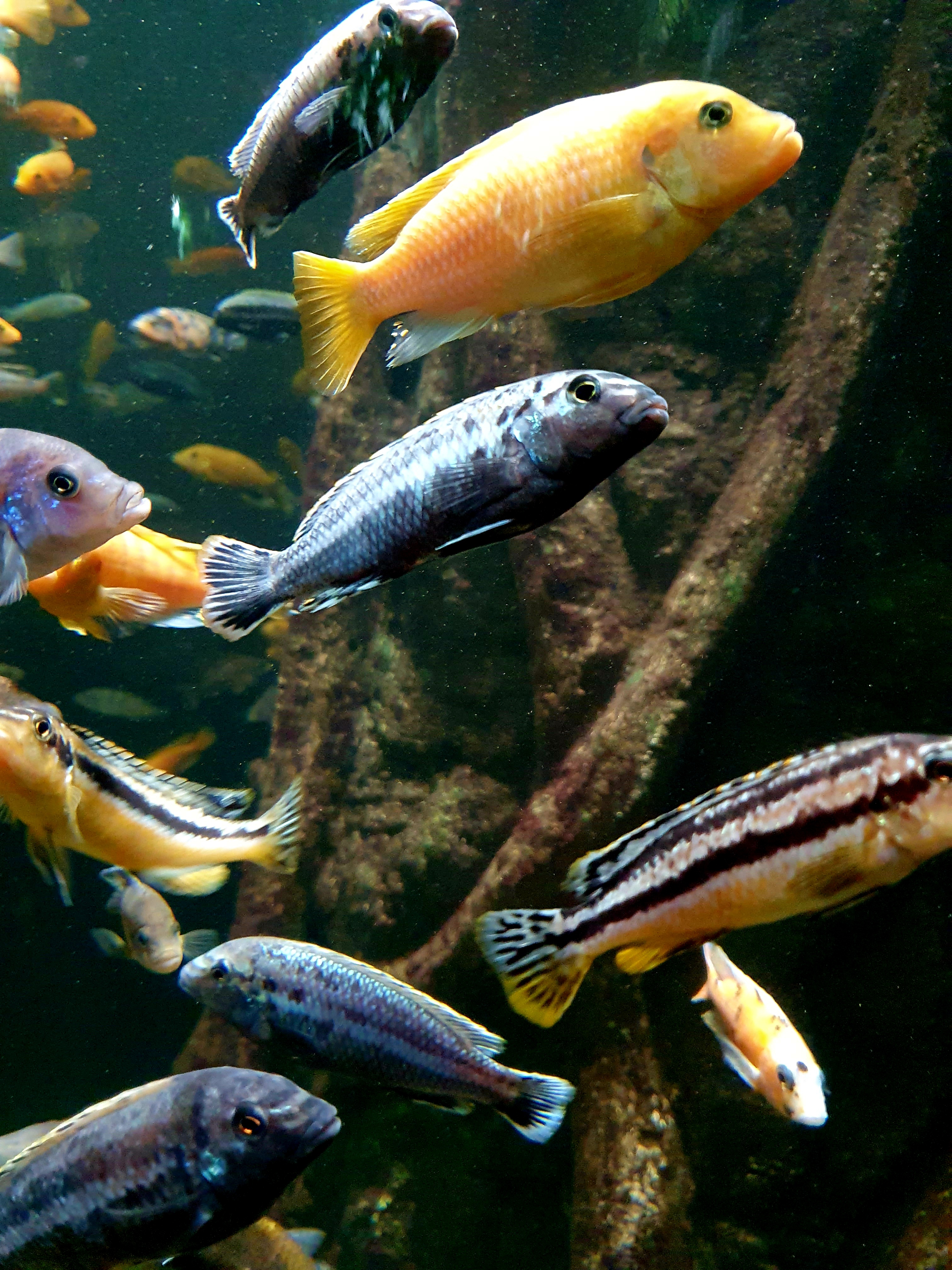 대전 엑스포 아쿠아리움 : 네이버 블로그, image size:3024x4032