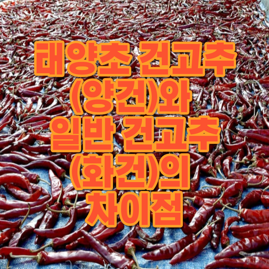  태양초 건고추(양건)와 일반 건고추(화건)의 차이점