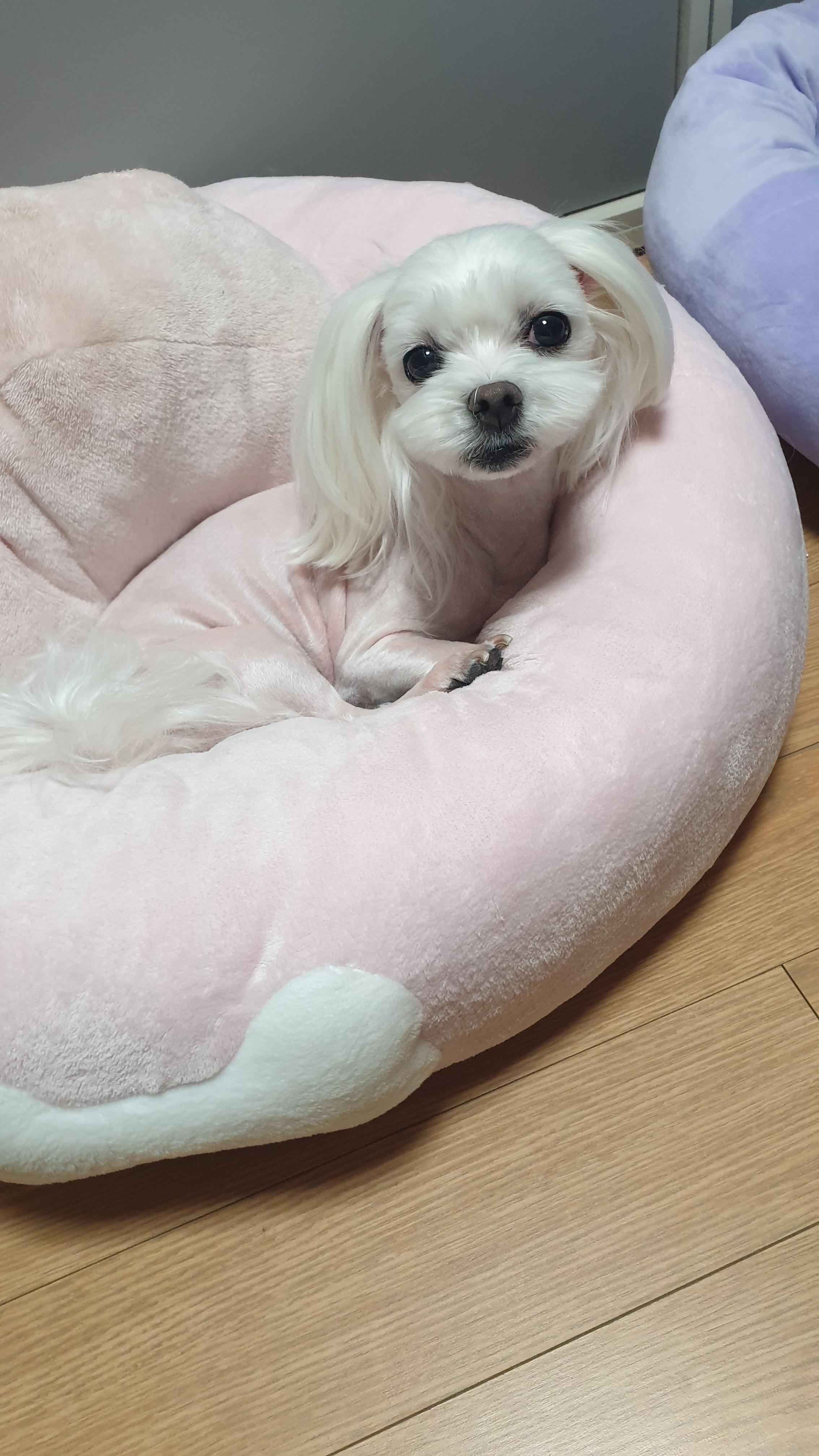 "줄리야 하늘나라에서 잘 지내고 있는 거지?"사랑하는 반려견을 병원에서 수술 도중 심정지로 갑자기 하늘나라로 떠나보냈습니다.