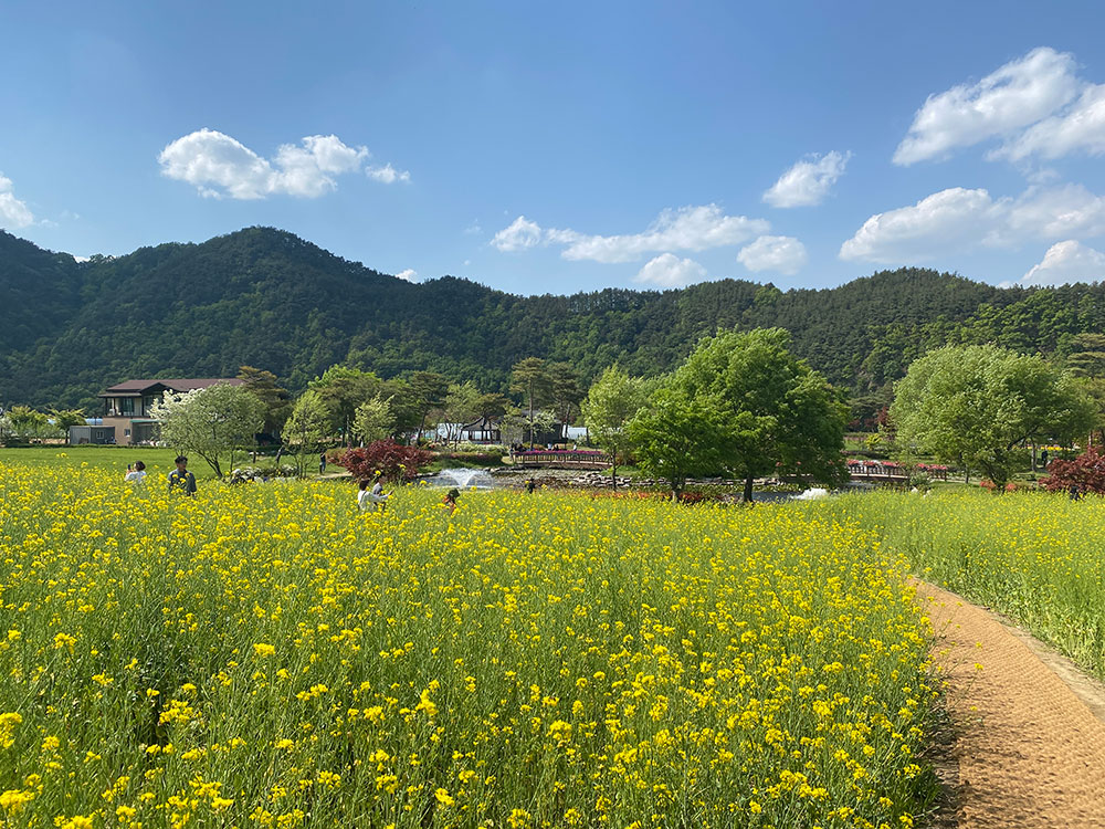  예천 가볼만한곳 회룡포 유채꽃 봄꽃 축제 청보리밭 장관
