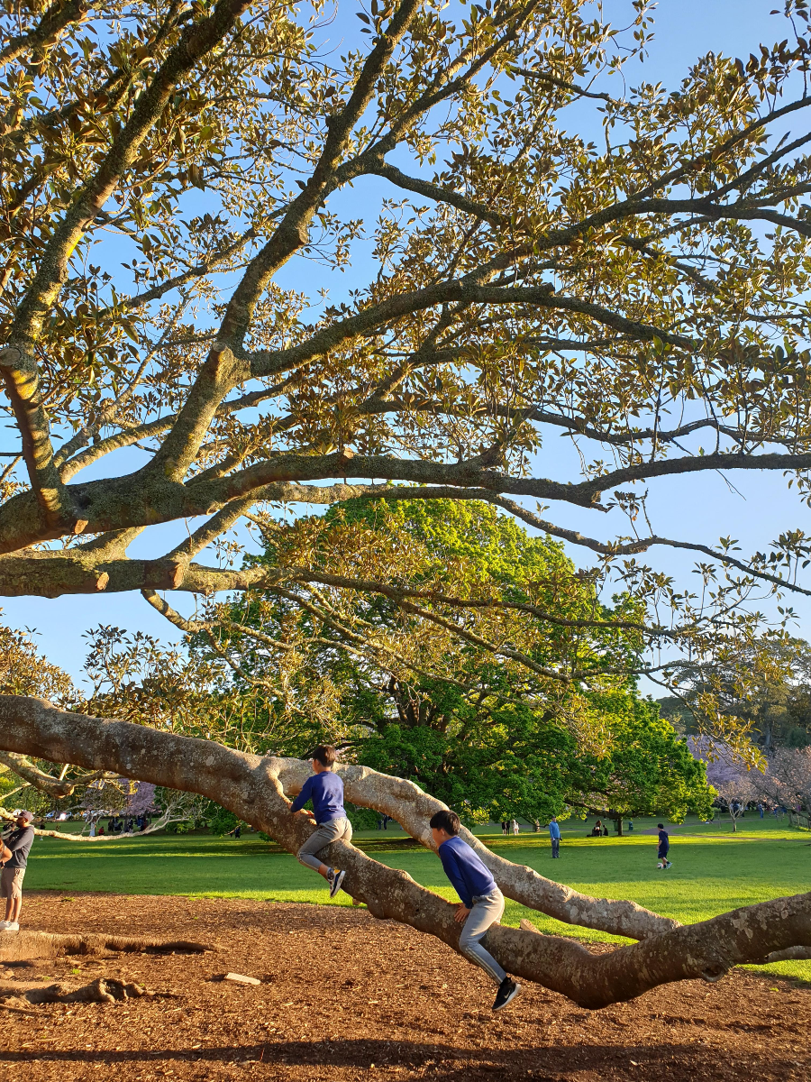 Cornwall Park