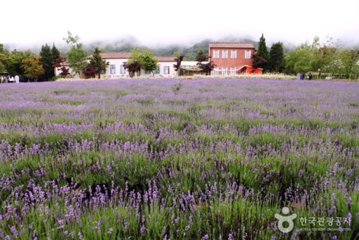  2021년 06월 Gangwon-do Goseong Hani Lavender Farm
