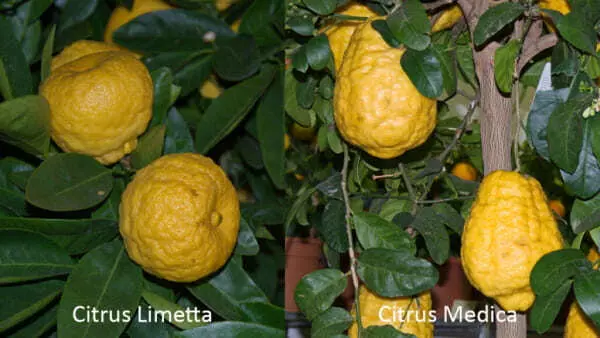 스위트 레몬(Citrus limetta)&#44; 비터 오렌지(Citrus medica)