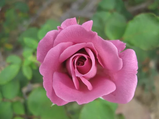 마가보감 가격 정보 및 효능 8가지 효과적 섭취법 알아보기_7
