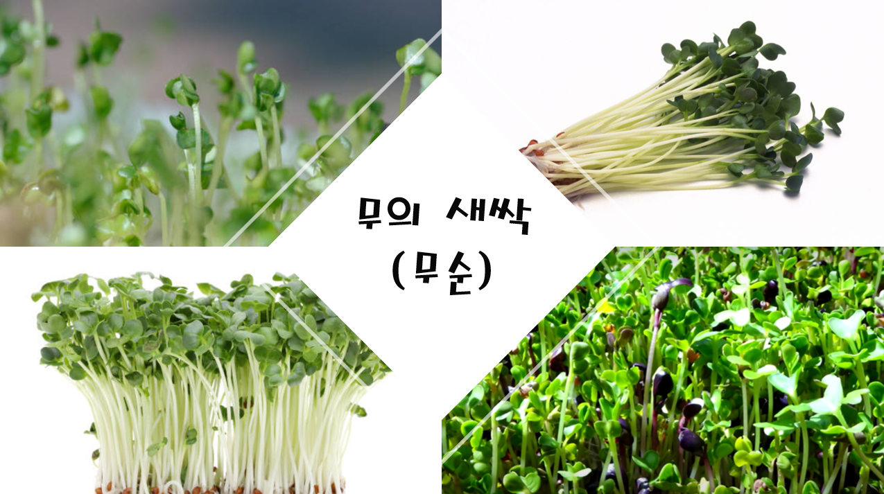 무의 새싹, 무순의 영양 무의 새싹, 무순의 영양