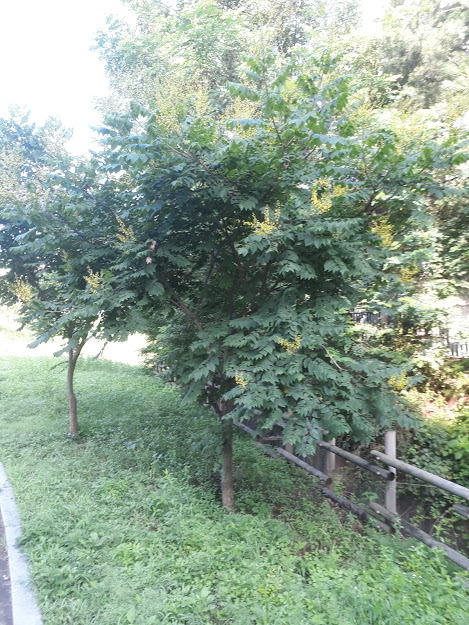  모감주 나무의 특징과 효능