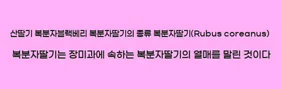  산딸기, 복분자,블랙베리, 복분자딸기의 종류 복분자딸기(Rubus coreanus) 복분자딸기는 장미과에 속하는 복분자딸기의 열매를 말린 것이다.