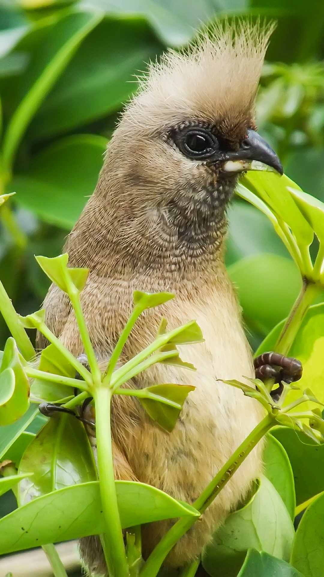 Small Bird Animal Photo iPhone Wallpaper