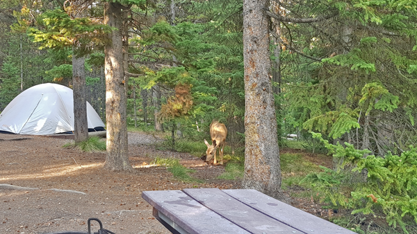 브리지베이 캠프그라운드 Bridge Bay Campground