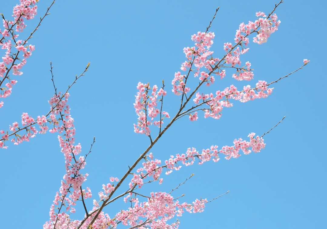 Cherry blossom.