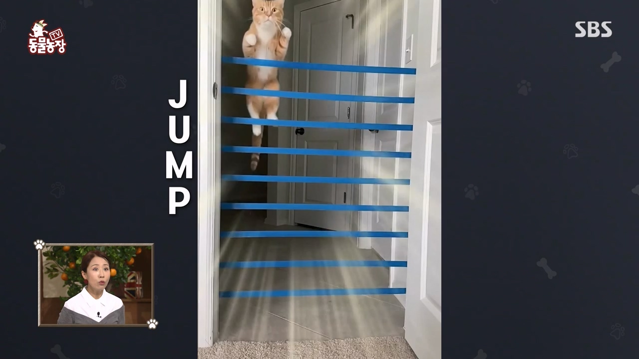 TV 동물농장.E1143.231030p-NEXT.mp4_20231029_164046.903.jpg