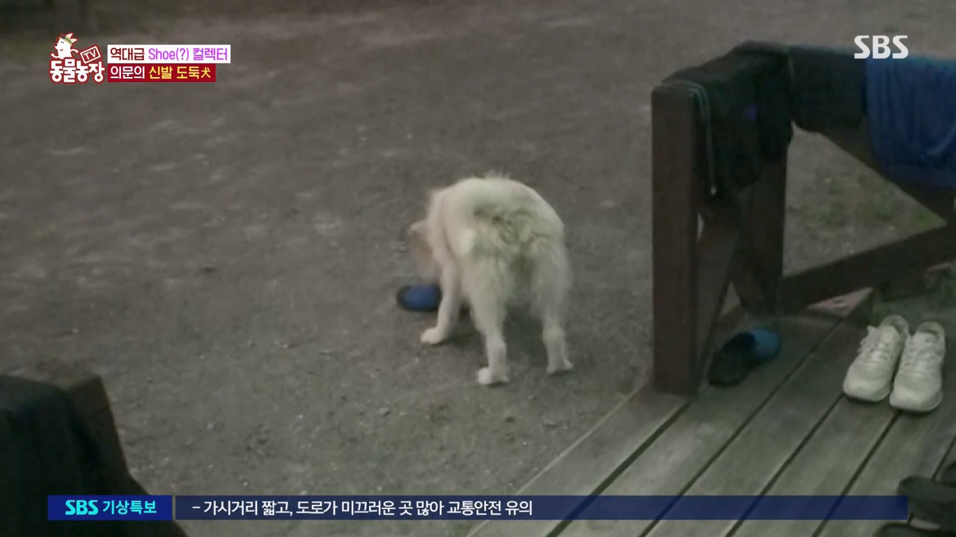 TV 동물농장.E1130.230723p.H264-F1RST.mp4_20230723_171220.314.jpg