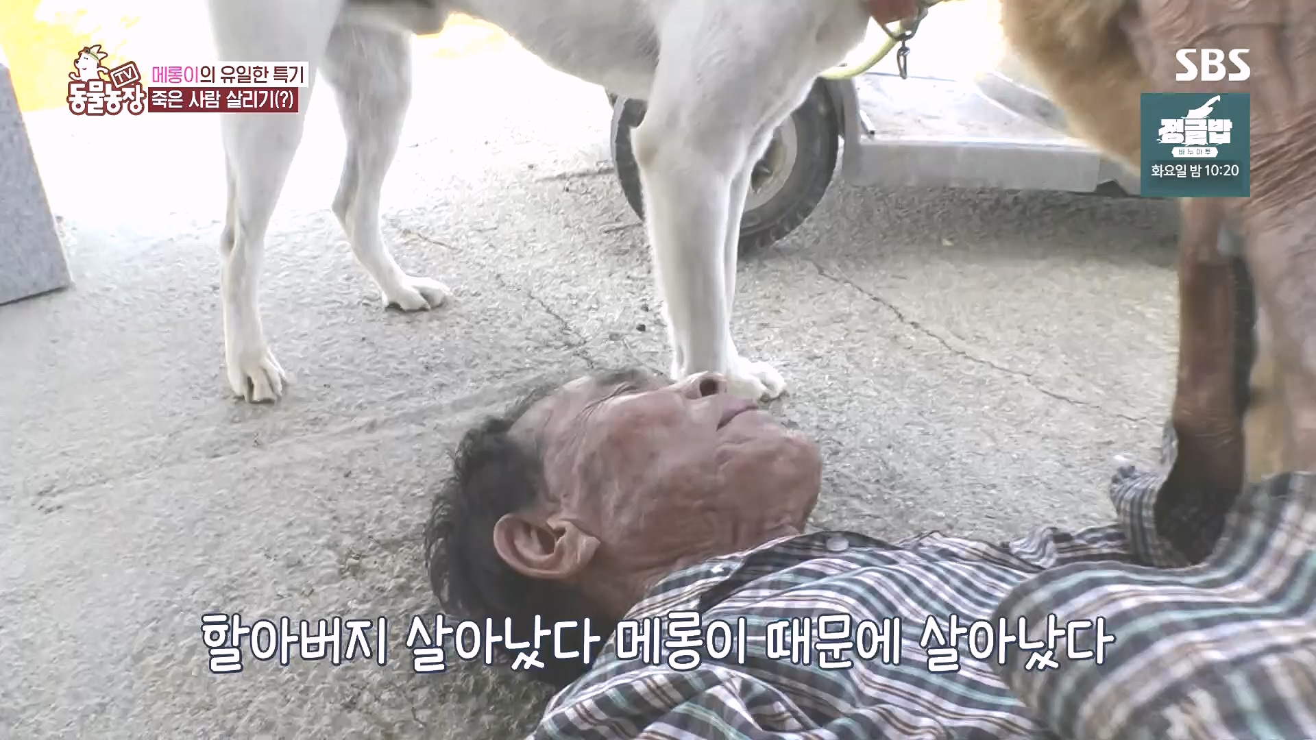 TV 동물농장.E1185.240818p.H264-F1RST.mp4_20240818_161558.640.jpg