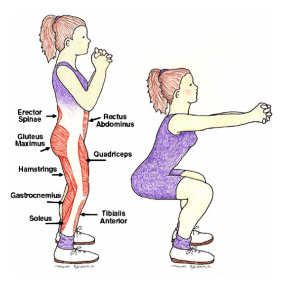 여성이-스쿼트를-하는-그림으로-왼쪽에는-서-있는-상태,-오른쪽에는-무릎을-굽히고-스쿼트-자세를-하고-있다