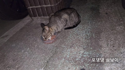 임신한-고양이-습식사료-먹는중.