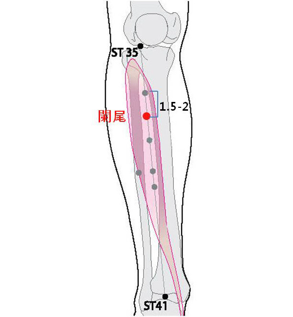경외기혈(EX) > EX-LE7 난미 (闌尾) 1